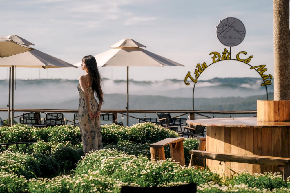 Không gian thơ mộng với vườn hoa cúc họa mi trắng và mây trắng trôi lững lờ